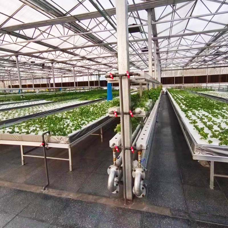 DFT HYDROPONIC DFT HYDROPONIC