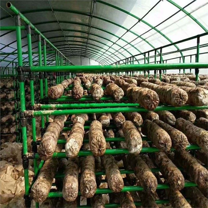 Agriculture Multi Span Mushroom Greenhouse