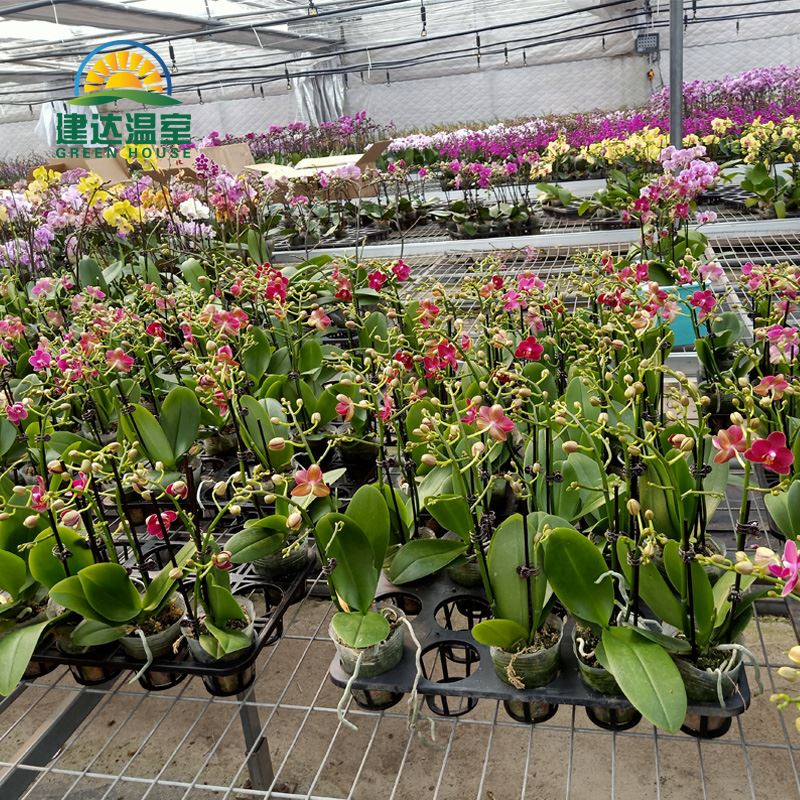 Pestovanie a zobrazovanie orchideí v skleníku