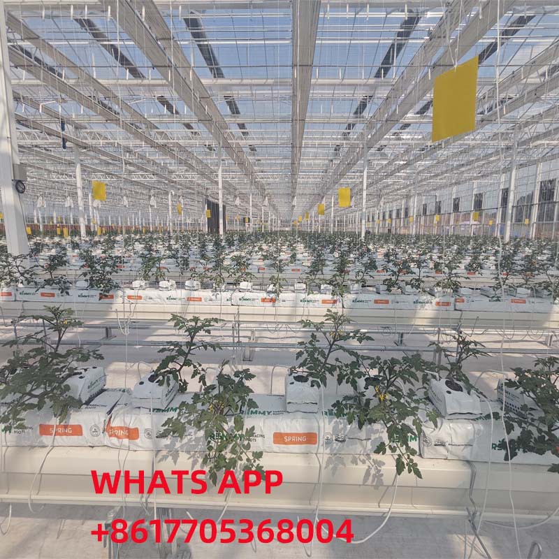 tomato planting tomato planting